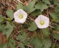 Calystegia Japonica Extract